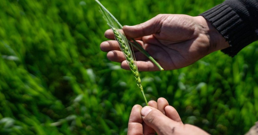 الصين تشتري شحنة نادرة من قمح الأرجنتين مع خفض ميلي للرسوم الجمركية