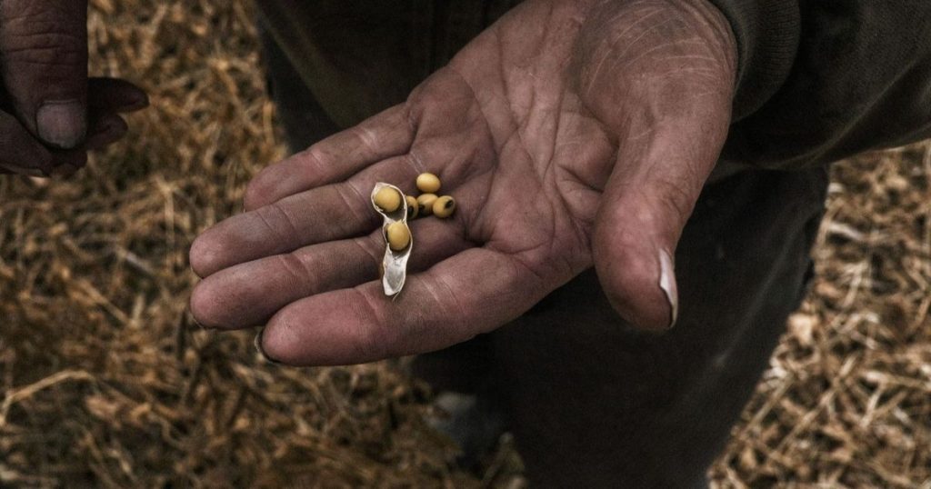 الصين تسابق الزمن للوفاء بتعهدات شراء فول الصويا الأميركي
